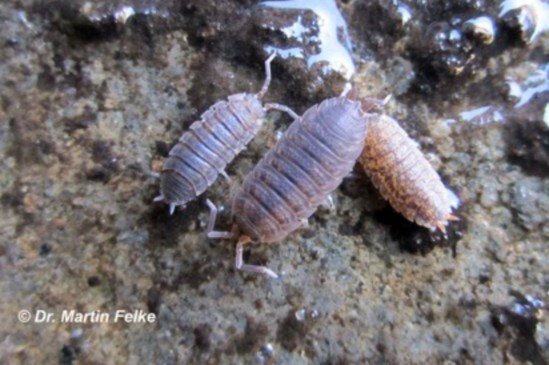 Bestohygienica Kellerasseln Porcellio Scaber