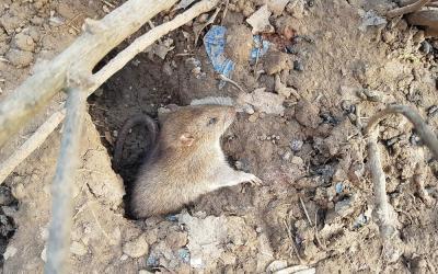 ratte schaut aus dem Loch