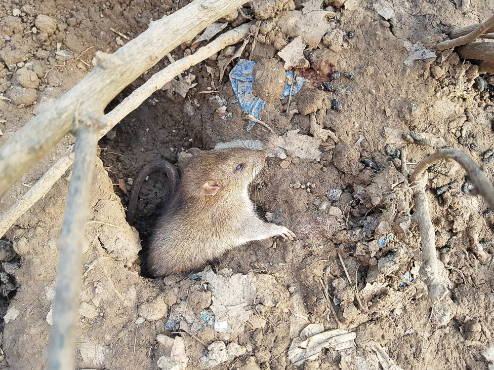 ratte schaut aus dem Loch