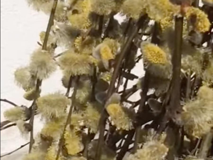 Bienen,Wespen und Co