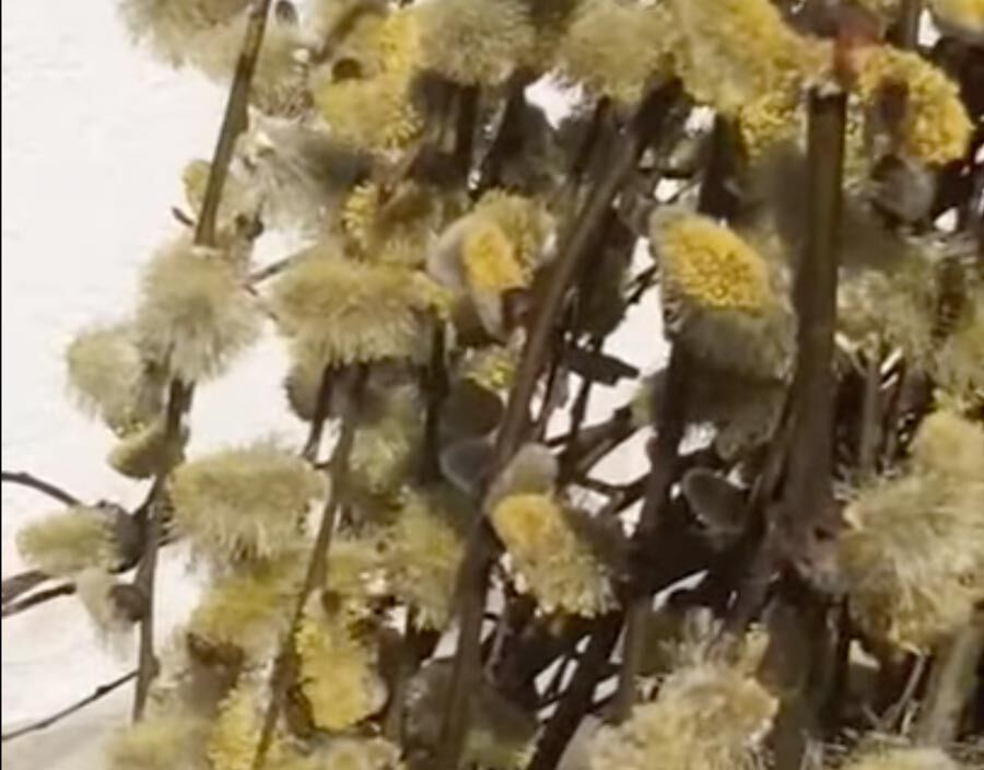 Mauer-oder-Mörtelbienen Schwarm