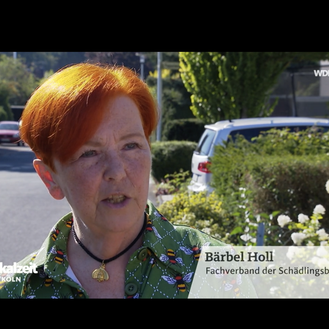 WDR läd unsere Chefin Frau Bärbel Holl für Fachfragen zu Wespennestern ein.