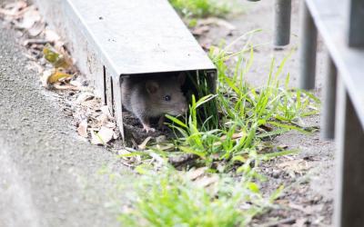 hausmaus im garten versteck