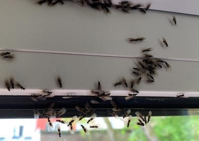 Ameisen der Gattung Lasius