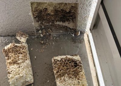 Ameisennest in der Dämmung einer Fassade- Sanierungsfall