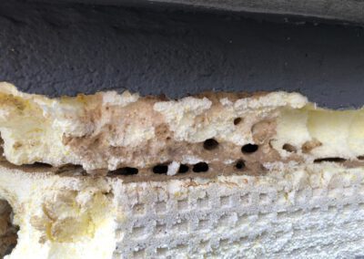 Warum schädigen Ameisen unsere Gebäude? 