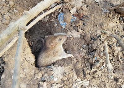 Junge Ratte schaut aus dem Loch