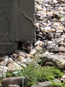 Maus bei der Eroberung einer gedämmten Fassade