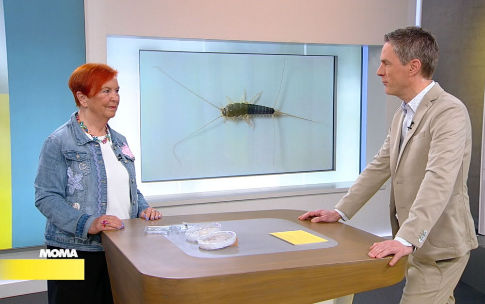 WDR Morgenmagazin: Tipps zum Umgang mit Papierfischchen und Silberfischchen